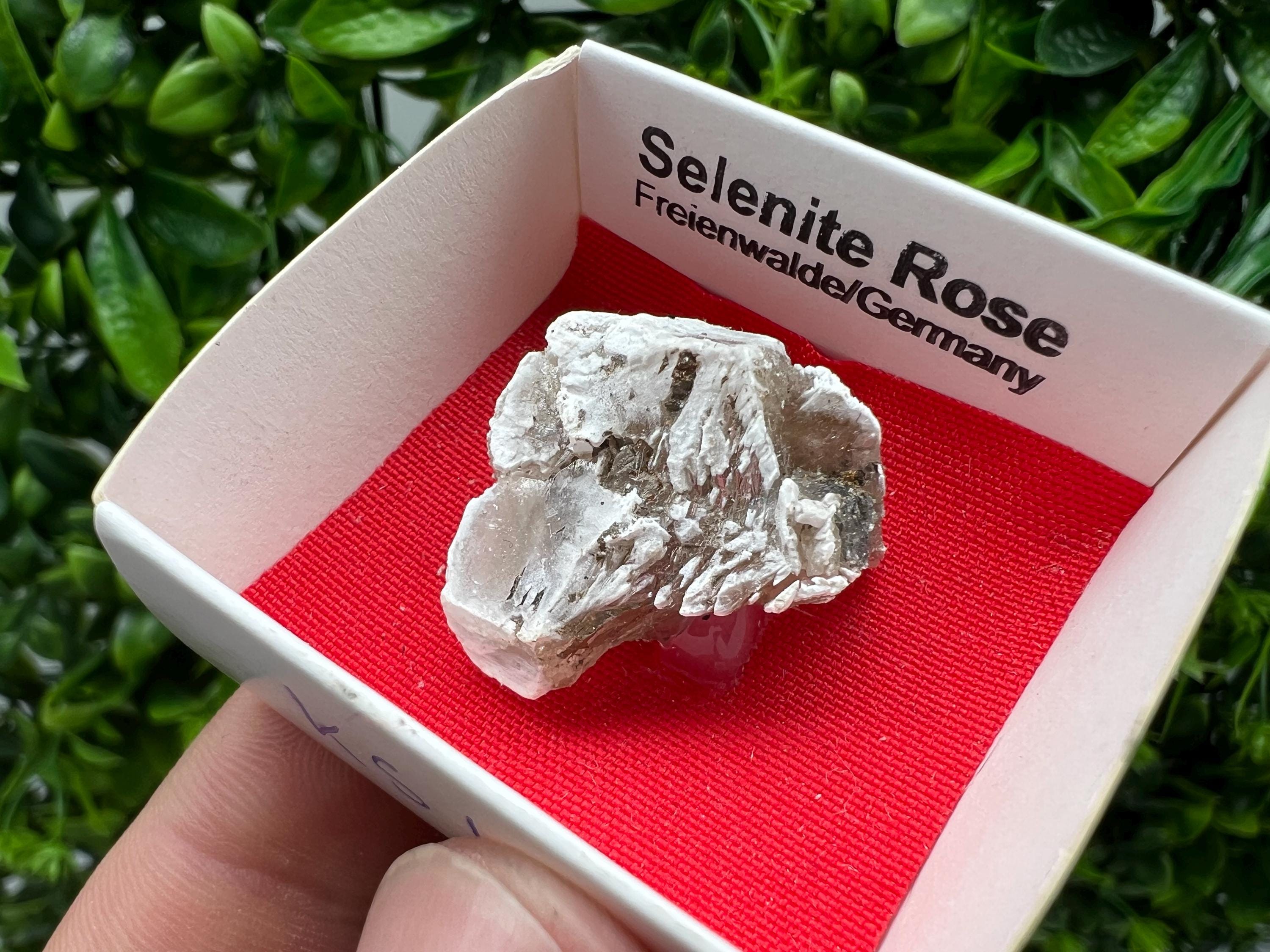 Selenite Rose Freienwalde,Germany natural crystal minerals,specimen,clusters,souvenirs,home decor,gift minerals,rare stone,collection