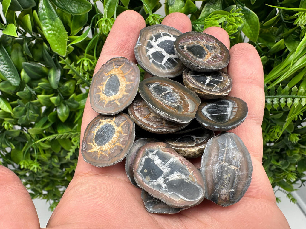 Dragonstones Pair: Septarian Nodule Geode Healing Stones
