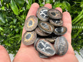 Dragonstones Pair: Septarian Nodule Geode Healing Stones