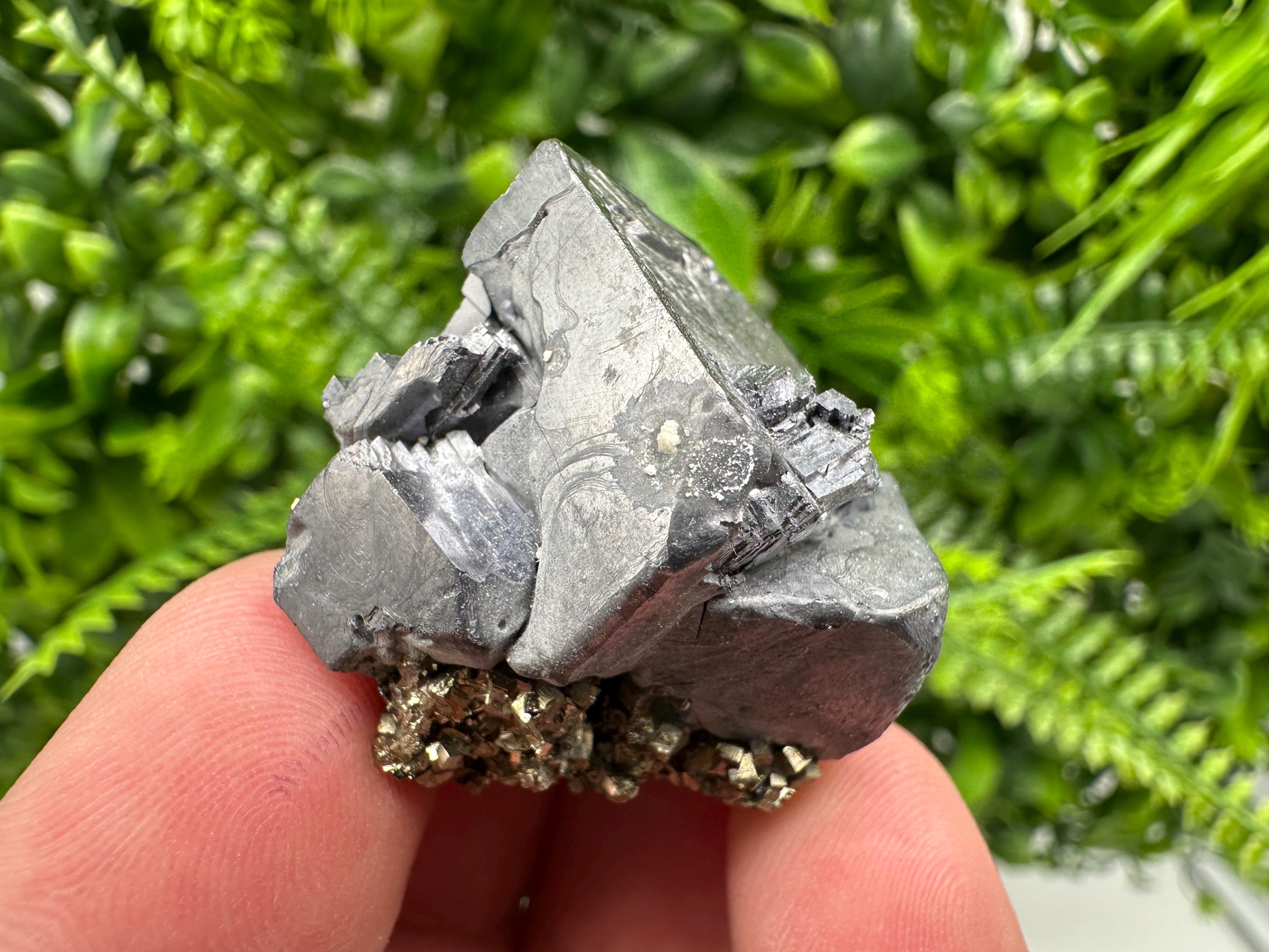 Galena on Pyrite Specimen: Borieva Mine, Bulgaria