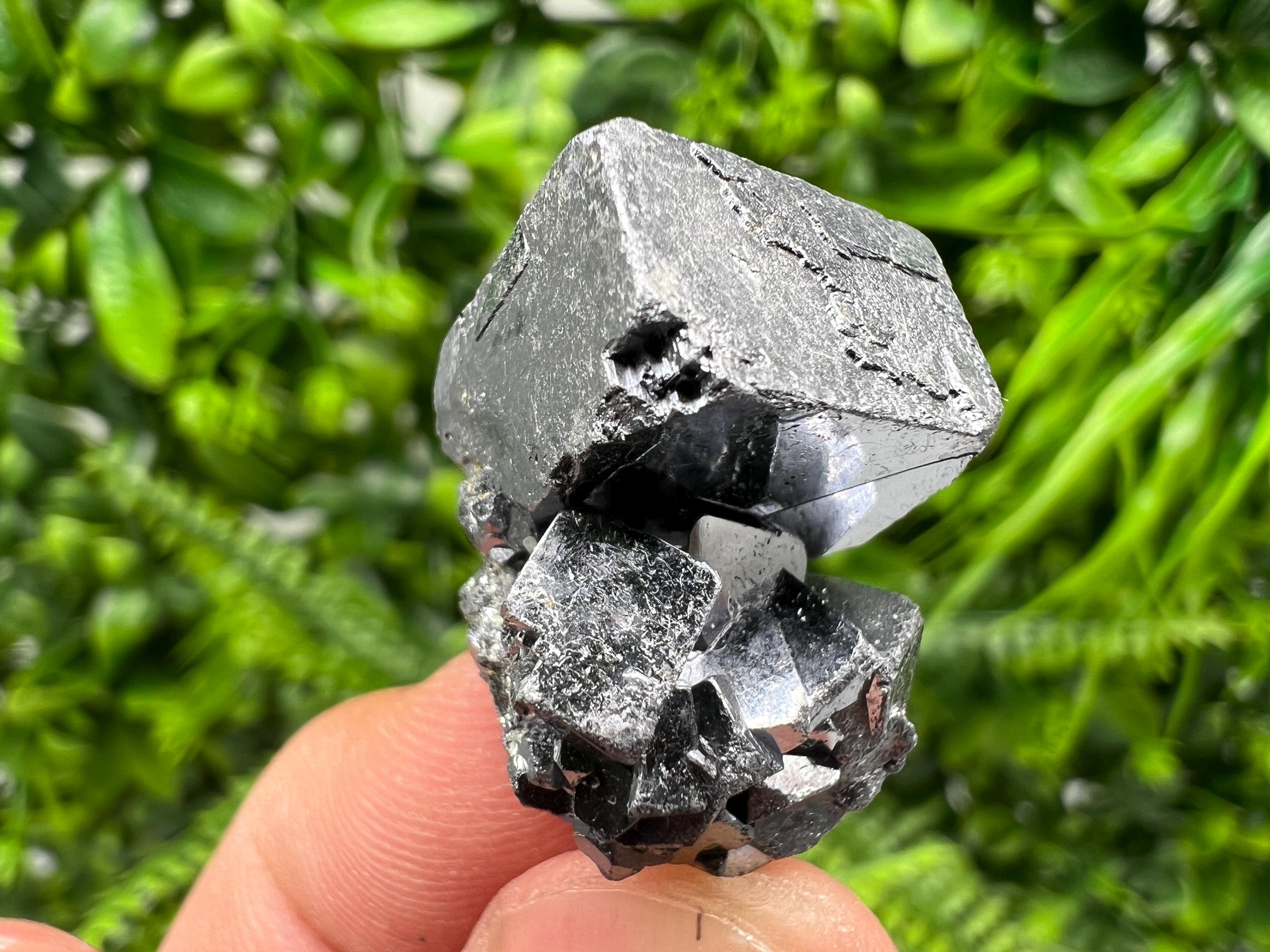 Shiny Galena Cluster: Borieva Mine, Madan Bulgaria