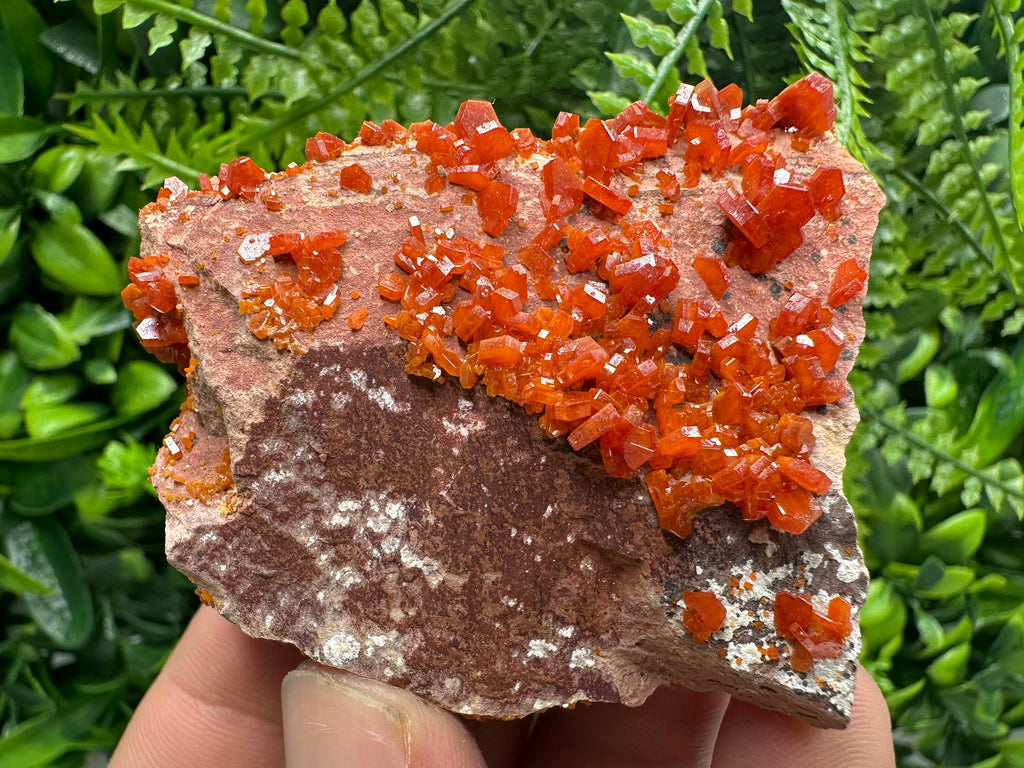 Red Vanadinite Crystal Cluster on Matrix, Morocco Specimen