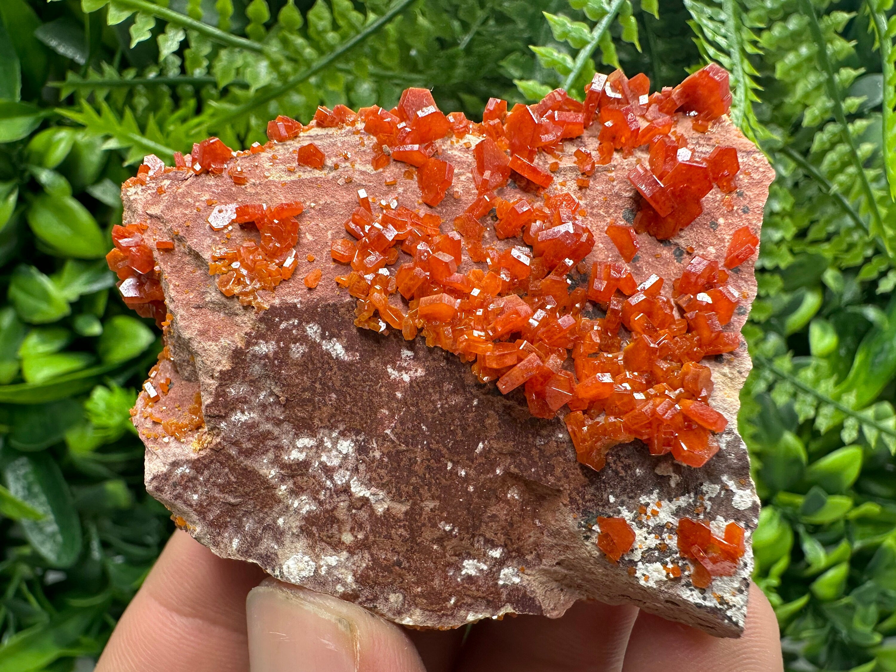 Red Vanadinite Crystal Cluster on Matrix, Morocco Specimen