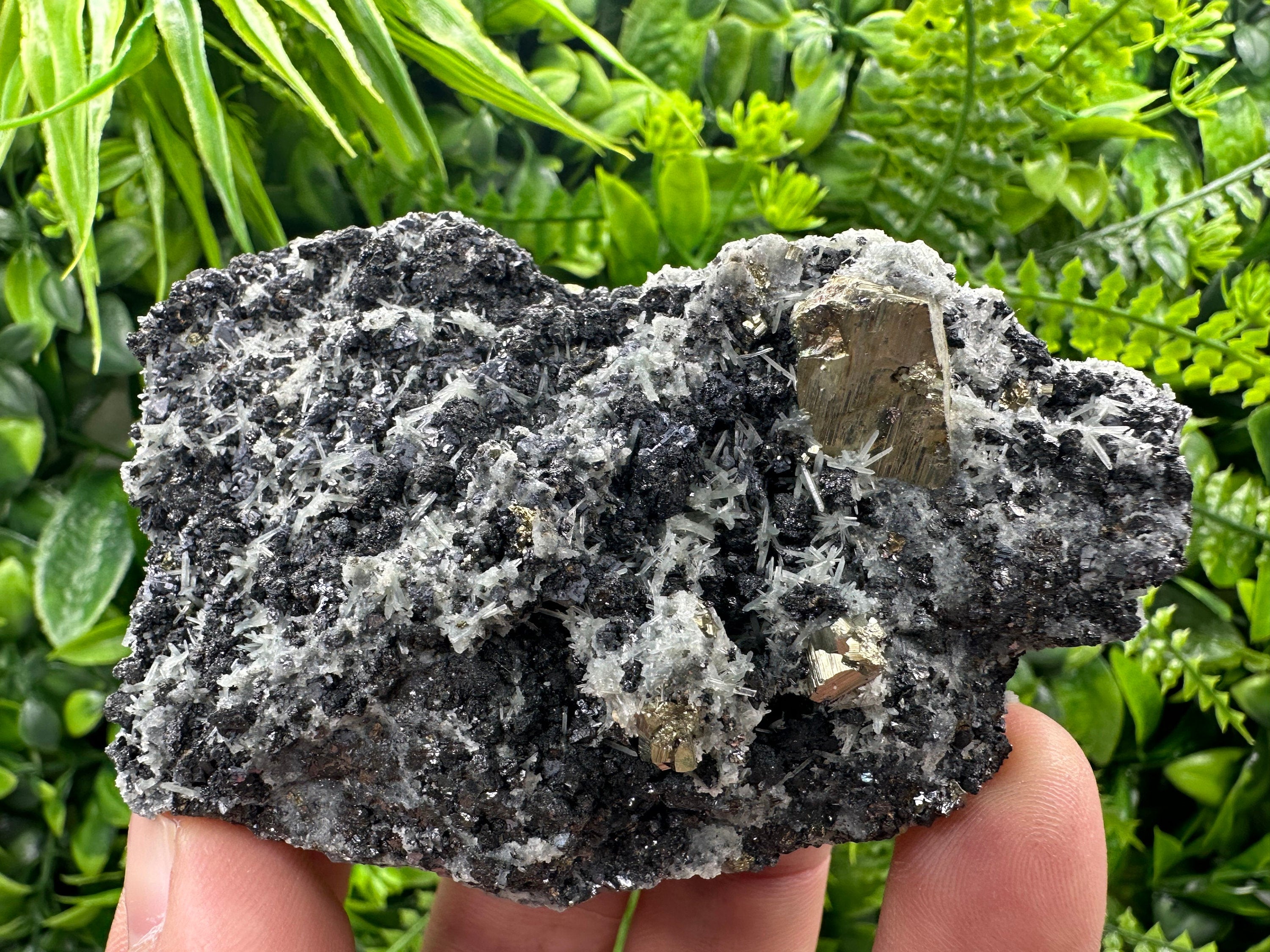 Pyrite on Quartz: Natural Crystal Mineral Specimen, Borieva Mine Bulgaria