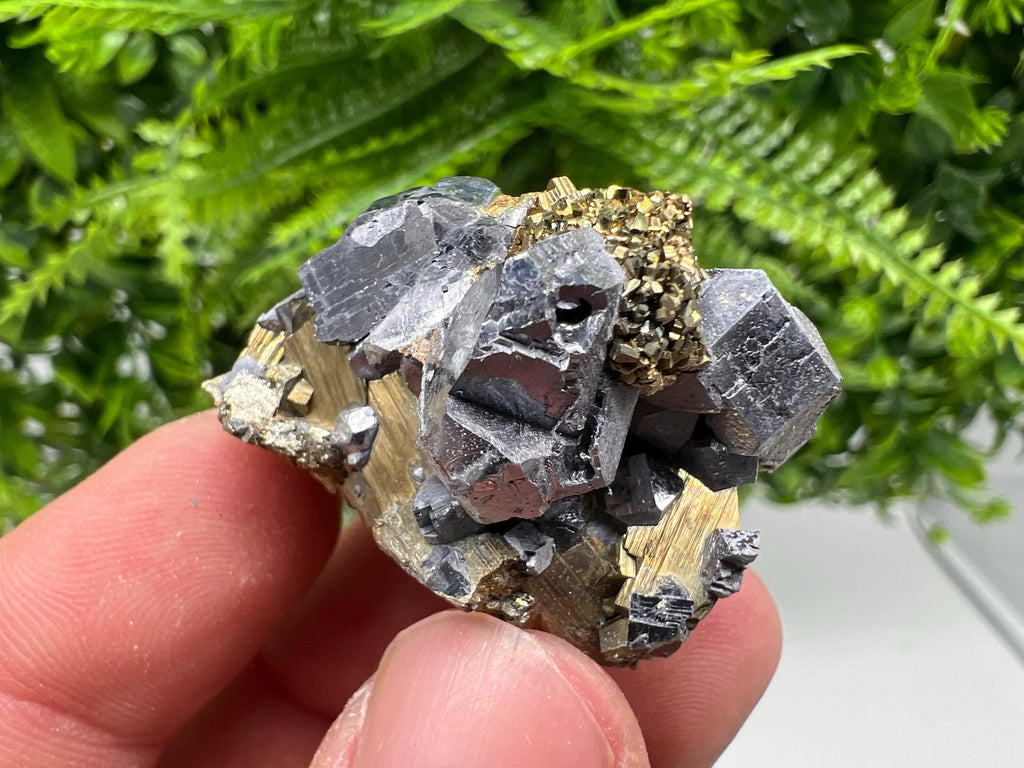 Galena on Pyrite Mineral Specimen: Borieva Mine, Bulgaria