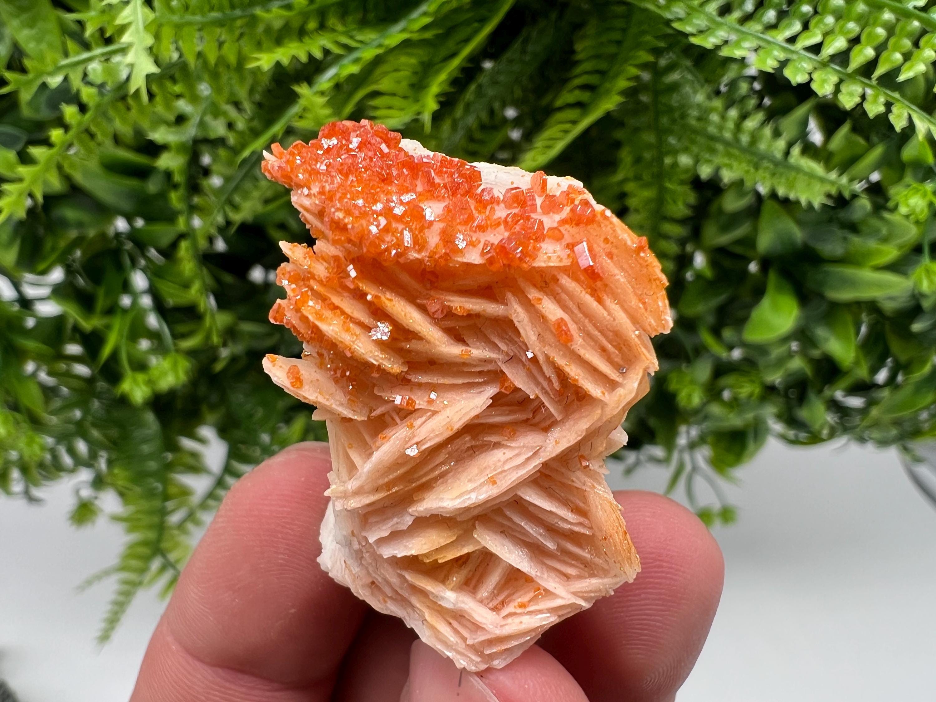 Red Vanadinite on Barite from Marocco,crystal minerals Speciment cluster Vanadinite crystal Vanadinite Geology Vanadinite cluster minerals