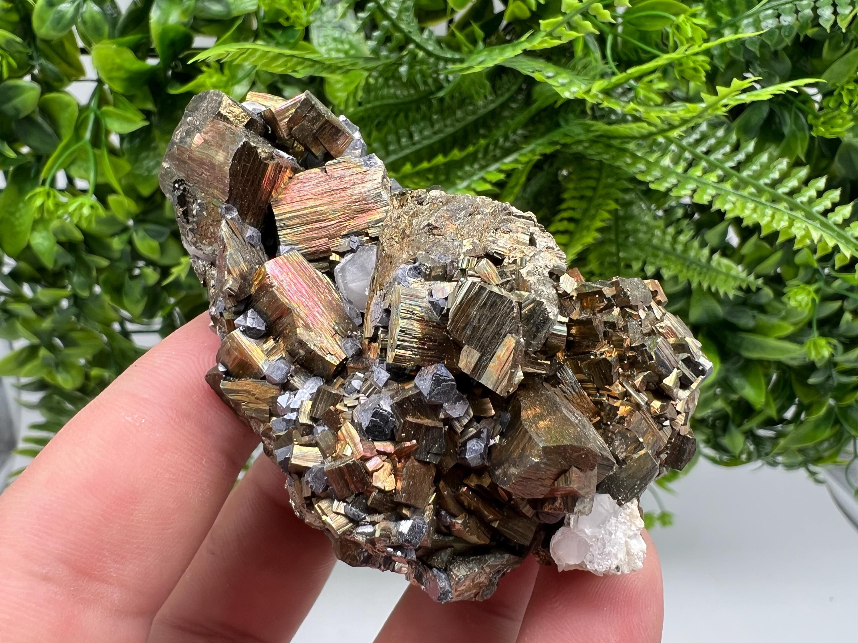Galena on Pyrite Specimen: Borieva Mine, Bulgaria