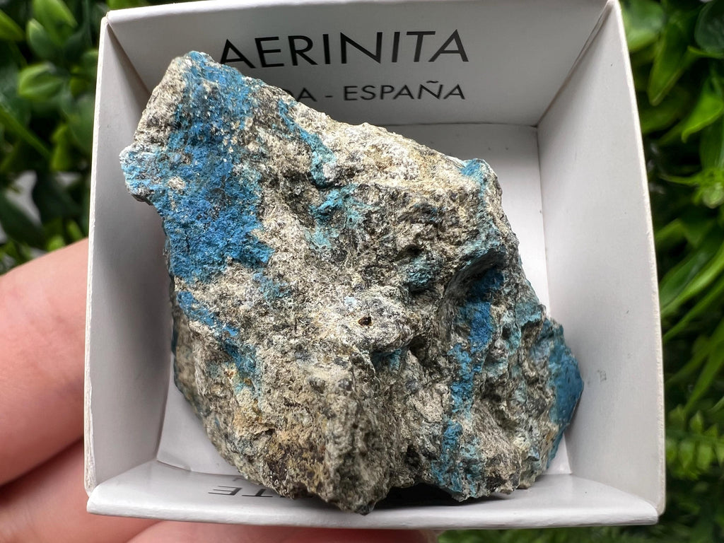 Rare Raw Aerinite Mineral Specimen: Lleida Spain Crystal Collection