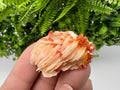 Red Vanadinite on Barite, Morocco Crystal Specimen