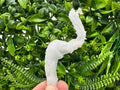 Ram's Horn Selenite Gypsum, Guizhou China, Fluorescent Mineral Specimen