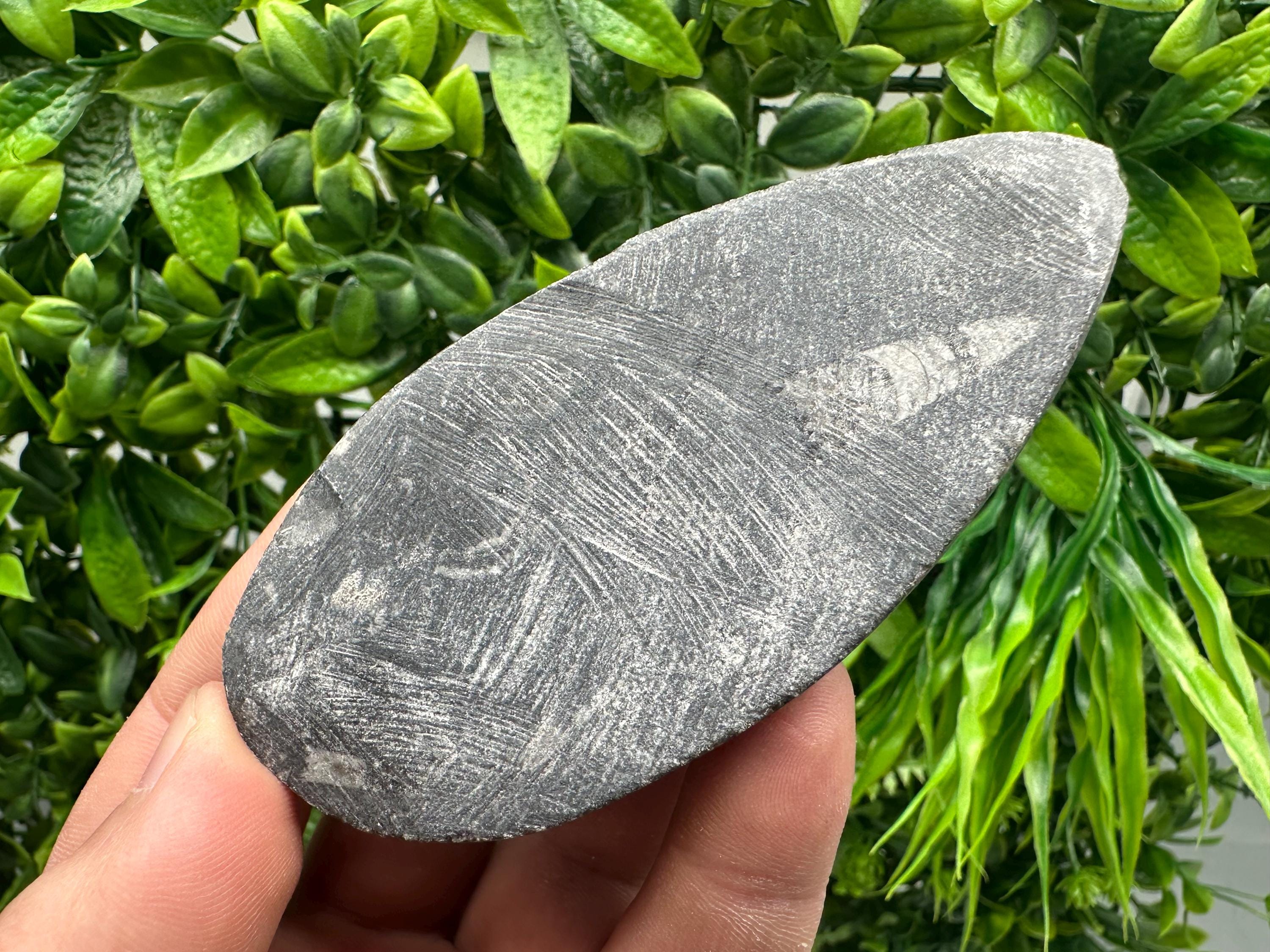 Polished Orthoceras Fossil Cabochon: Pear Shape Loose Gemstone