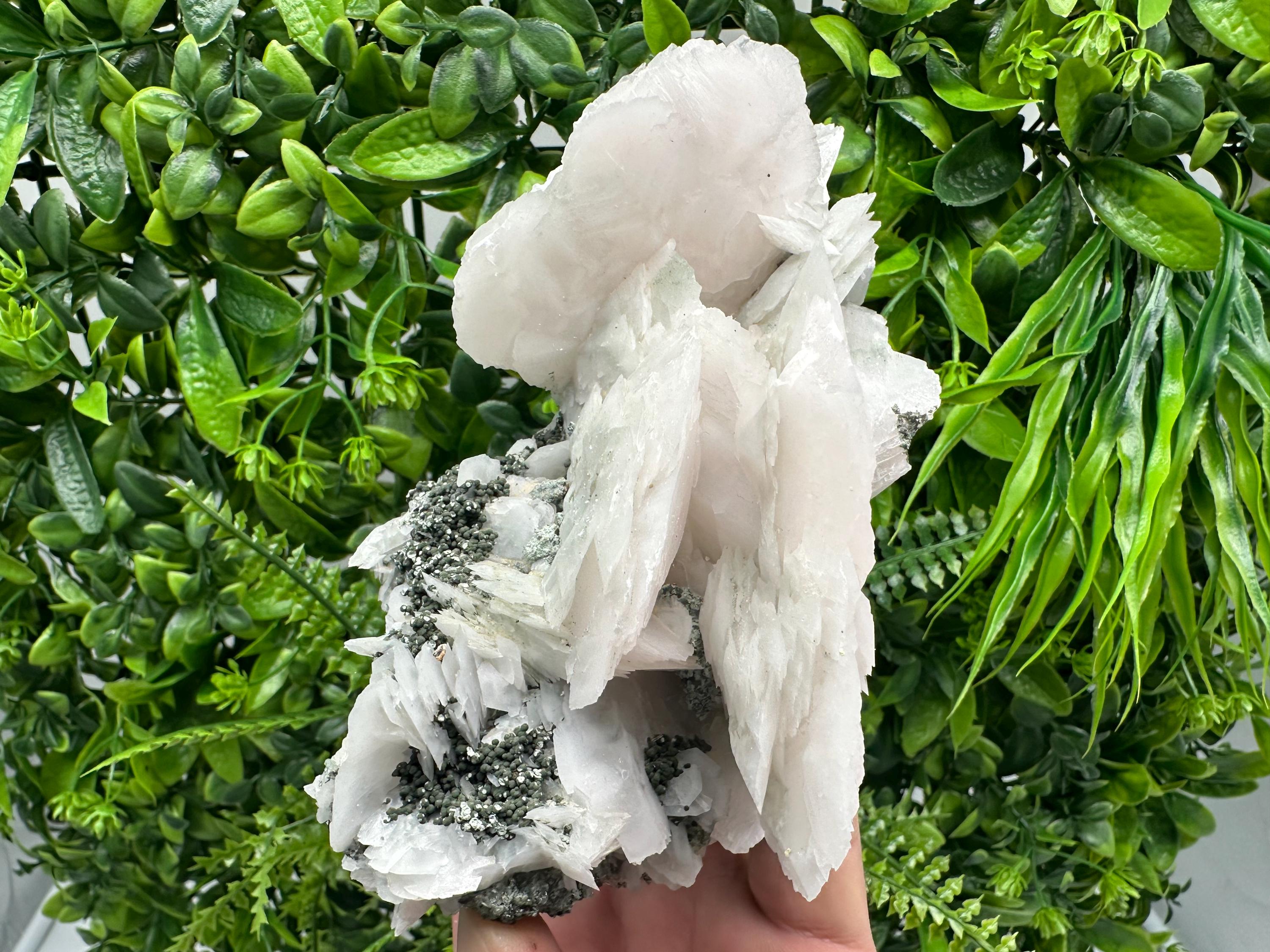 Mangano Calcite Wings on Chlorite Matrix, Bulgaria Mineral Specimen