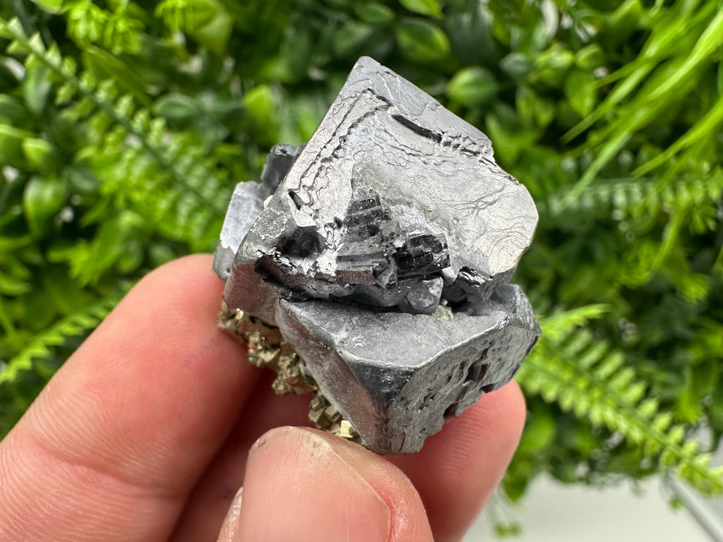Galena on Pyrite Specimen: Borieva Mine, Bulgaria