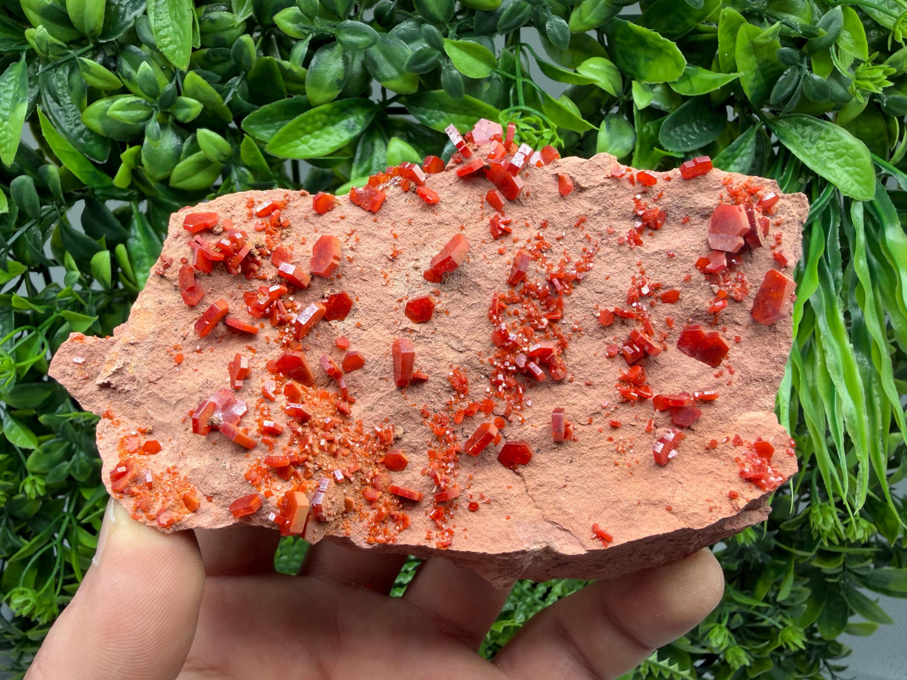 Red Vanadinite on Matrix from Marocco,crystal minerals Speciment cluster Vanadinite crystal Vanadinite Geology Vanadinite cluster minerals
