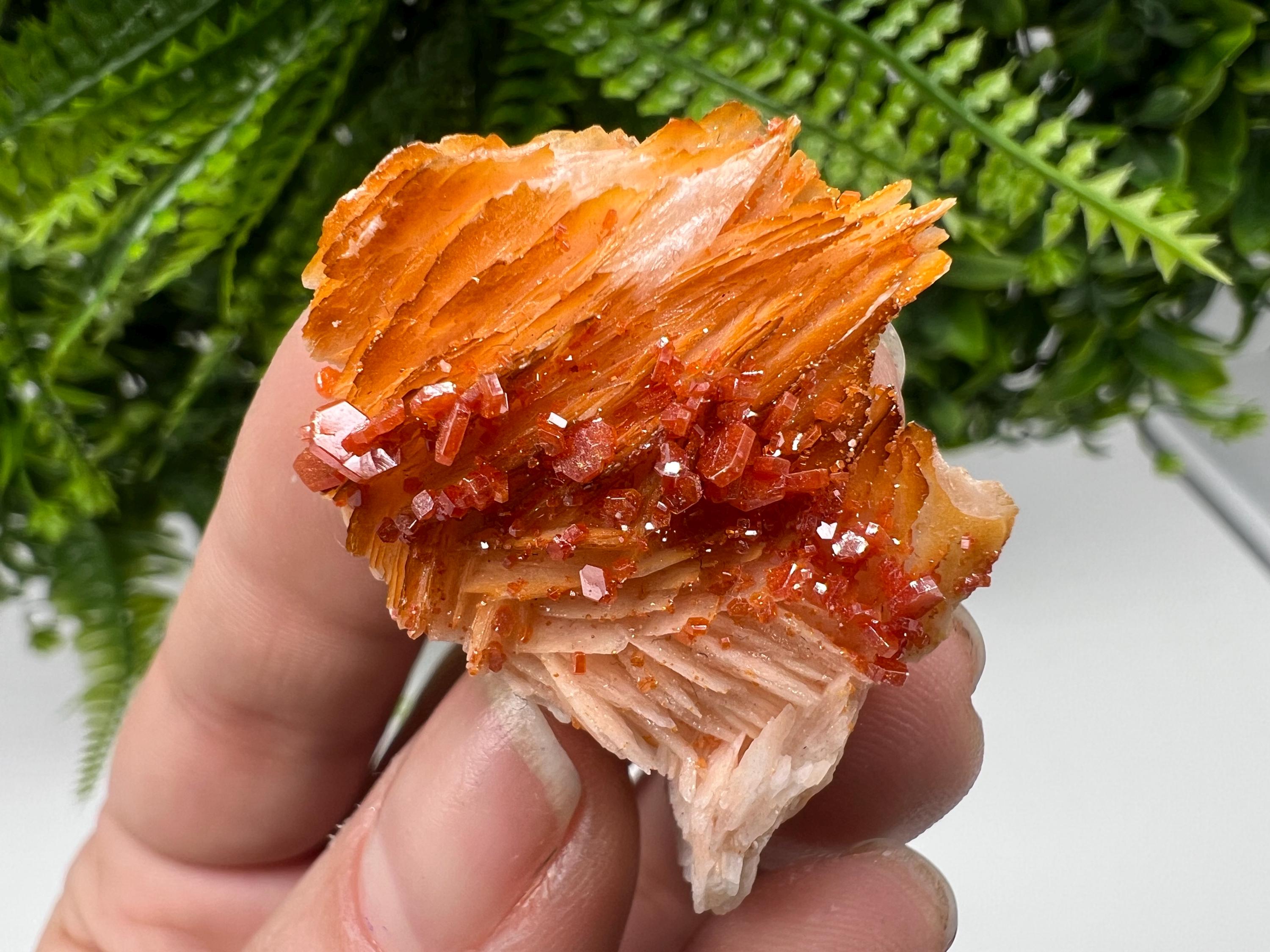 Red Vanadinite on Barite from Marocco,crystal minerals Speciment cluster Vanadinite crystal Vanadinite Geology Vanadinite cluster minerals