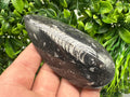 Polished Orthoceras Fossil Cabochon: Pear Shape Loose Gemstone