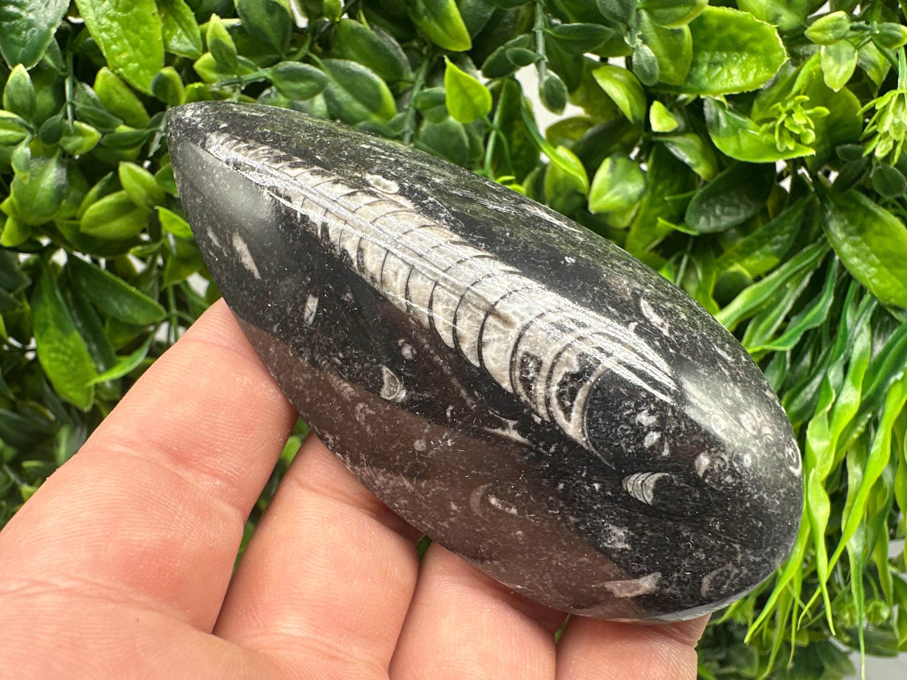 Polished Orthoceras Fossil Cabochon: Pear Shape Loose Gemstone