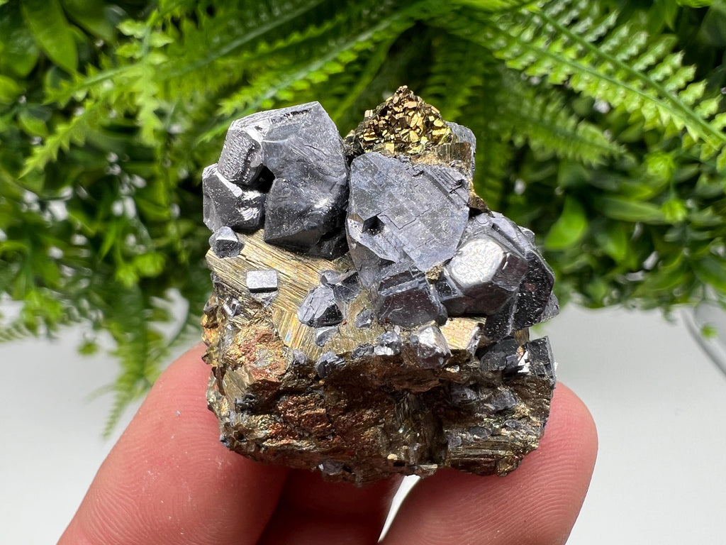 Galena on Pyrite Mineral Specimen: Borieva Mine, Bulgaria