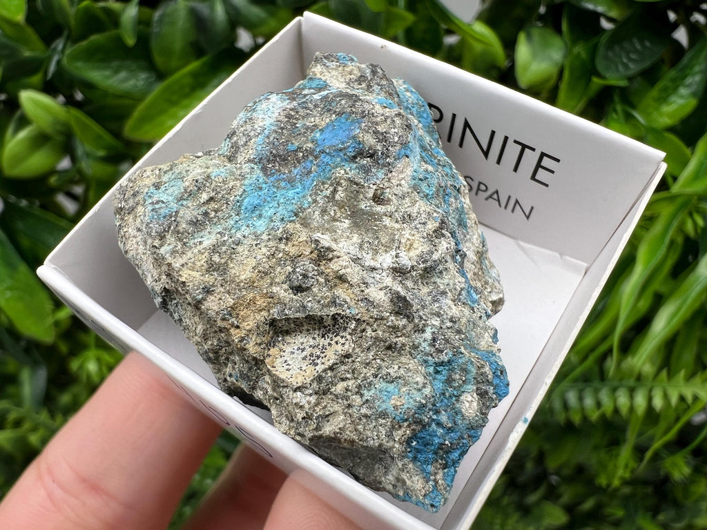 Rare Raw Aerinite Mineral Specimen: Lleida, Spain Collection Crystal