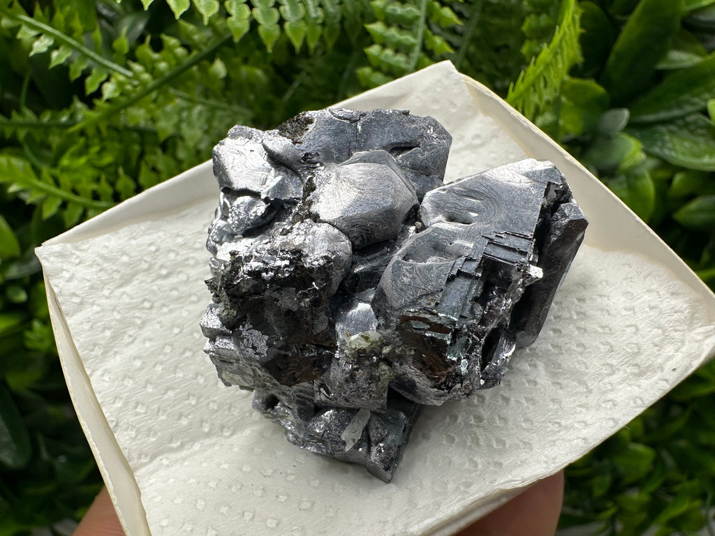 Shiny Galena Cluster: Borieva Mine, Madan Bulgaria