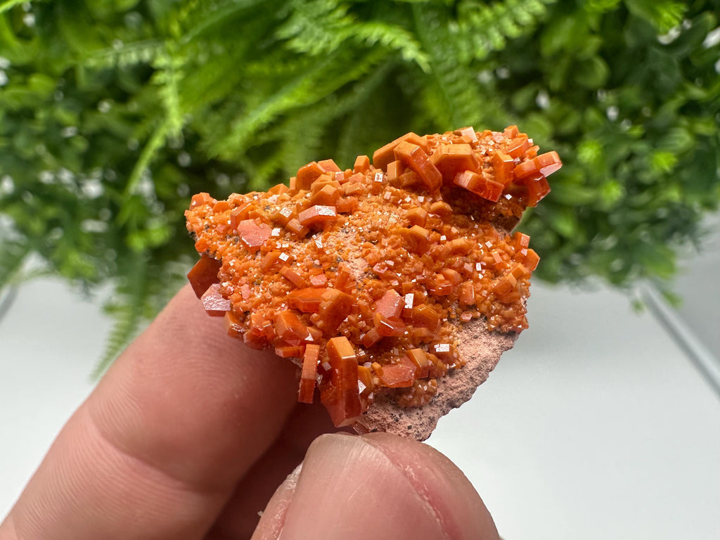 Red Vanadinite on Barite from Marocco,crystal minerals Speciment cluster Vanadinite crystal Vanadinite Geology Vanadinite cluster minerals