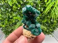 Stunning Green Dioptase from Sanda Hills,Mindouli,Pool Department,Mindouli District,Congo,green Dioptase,Dioptas Crystal,Dioptase collecting