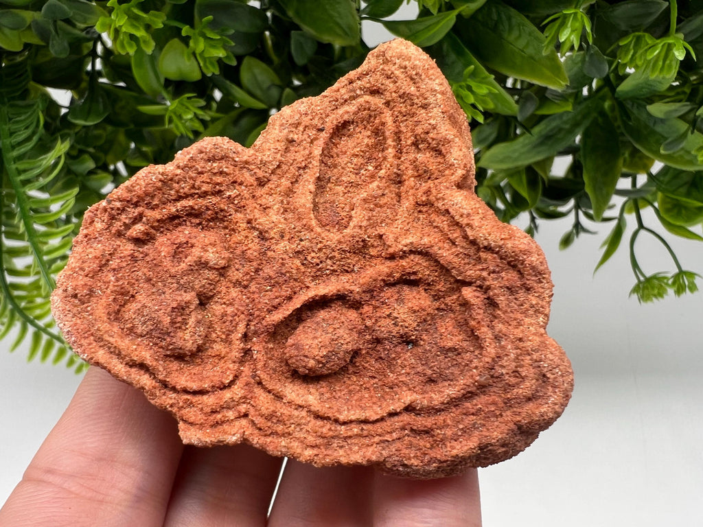 Raw Moroccan Stromatolite Fossil Specimen, Grounding Stone