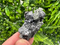 Galena on Pyrite Specimen, Borieva Mine, Madan Bulgaria