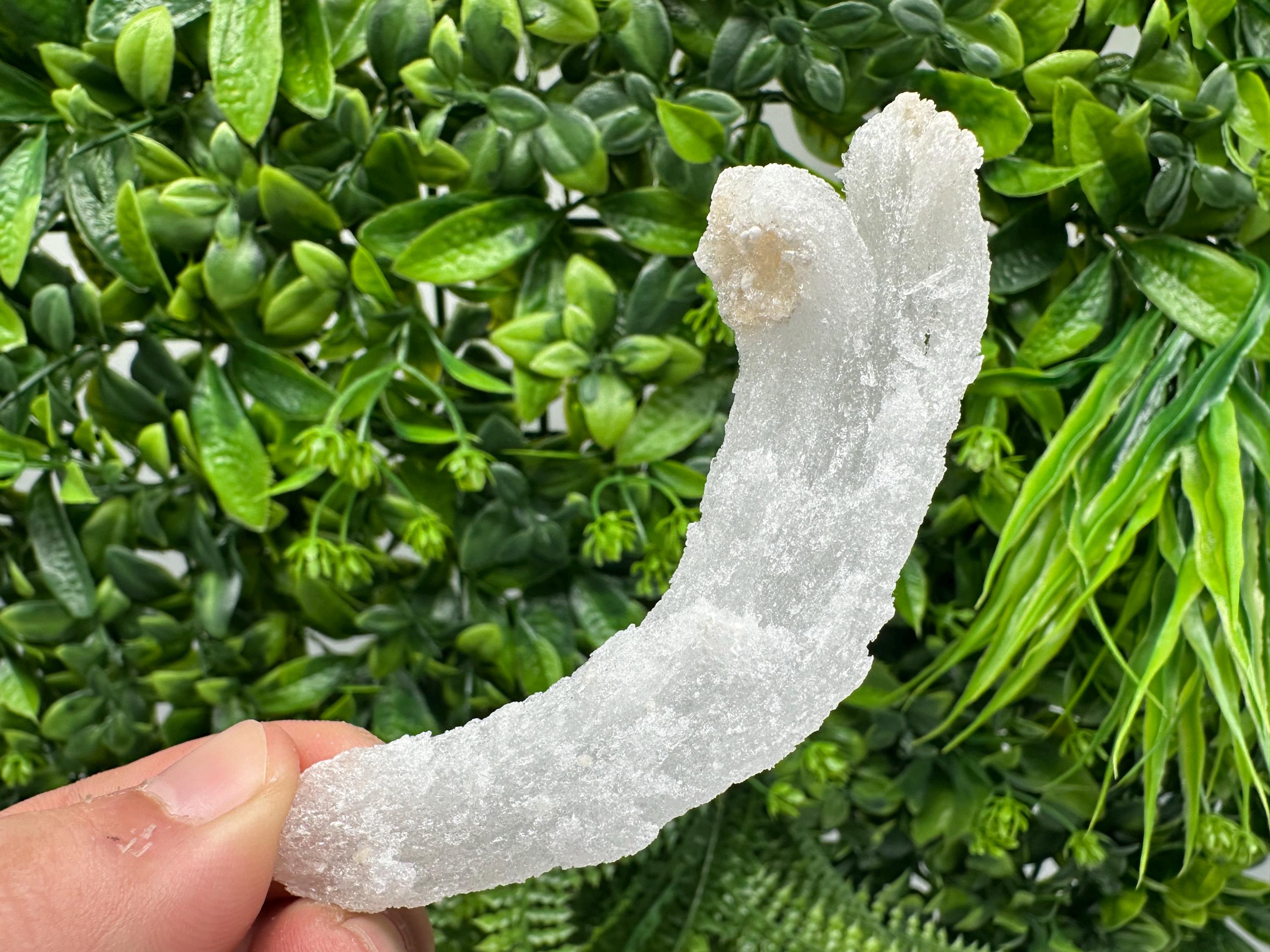 White Selenite Gypsum "Ram's Horn'' Selenite,from Guizhou,China,perfect Shape and Luster,Fluorescent Selenite Gypsum,minerals specimen,colle