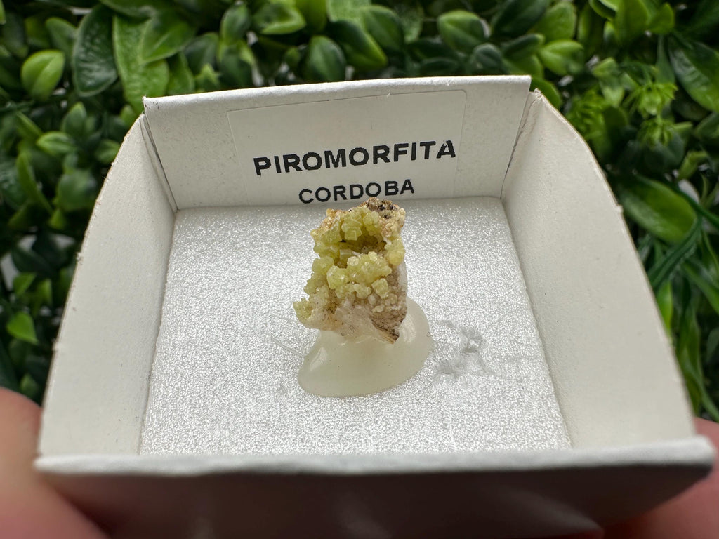 Raw Pyromorphite Crystal Cluster on Matrix, Mini Specimen