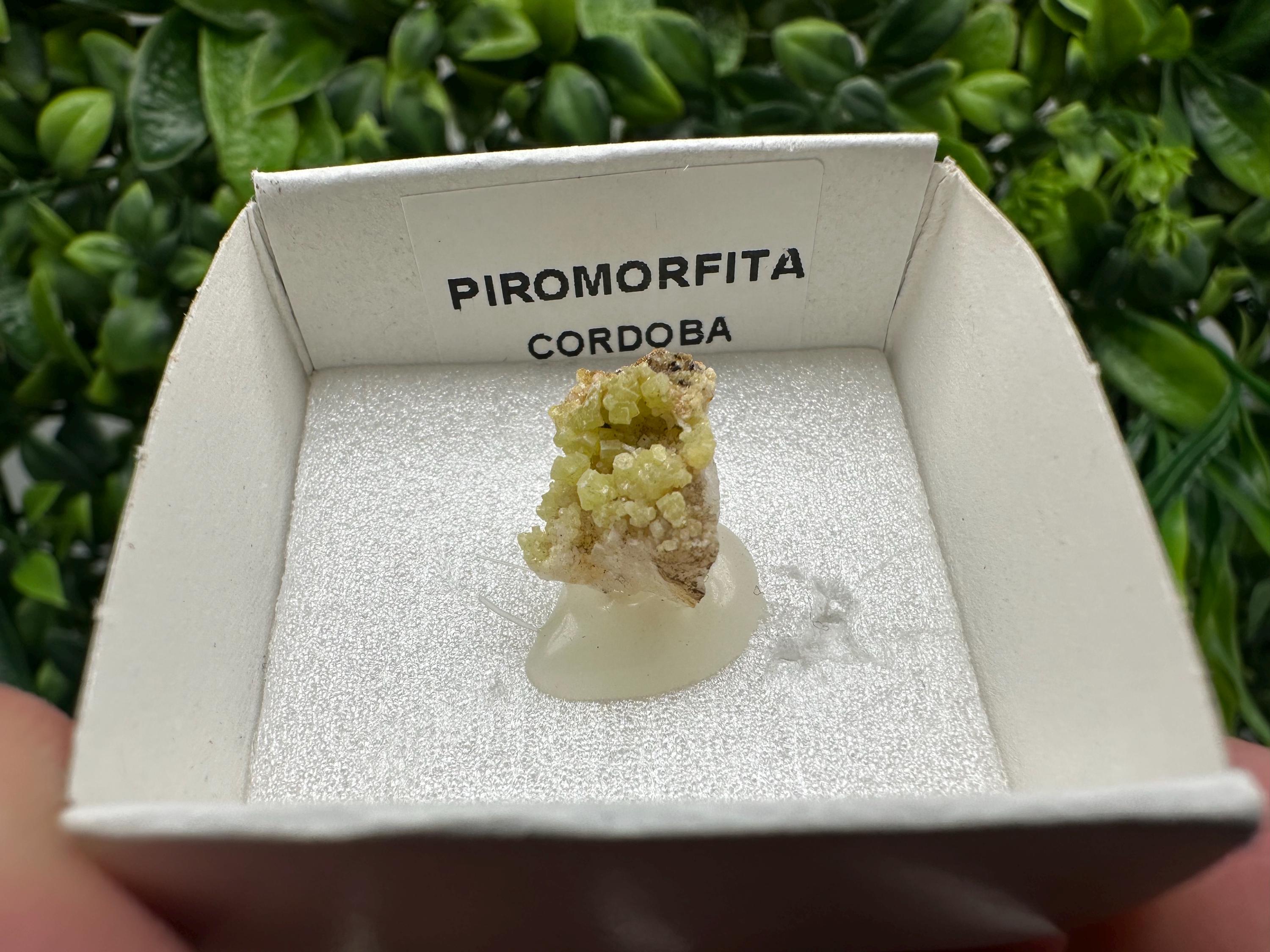 Raw Pyromorphite Crystal Cluster on Matrix, Mini Specimen