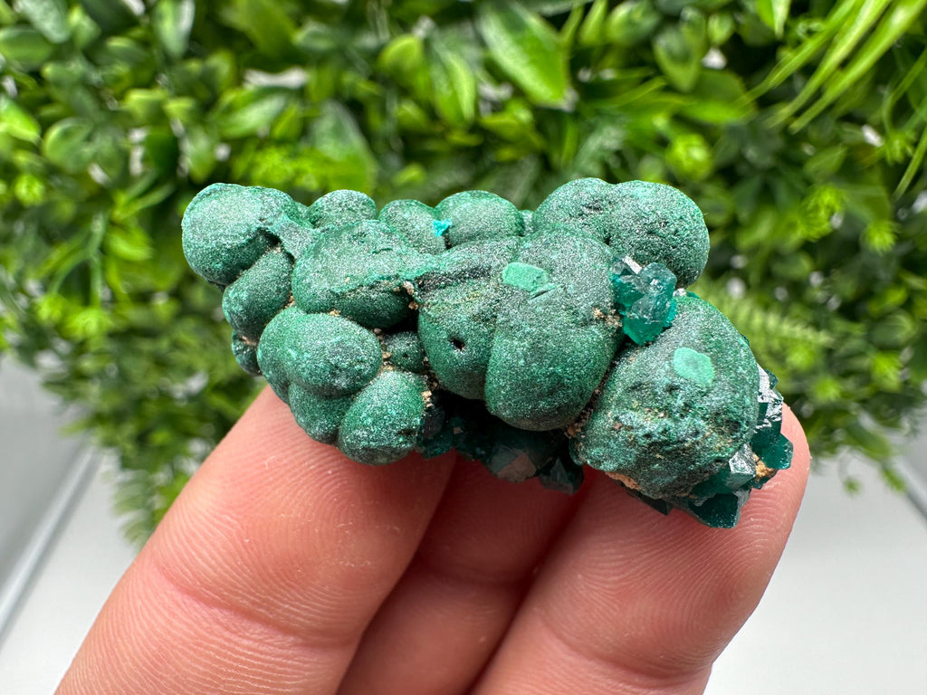 Stunning Green Dioptase from Sanda Hills,Mindouli,Pool Department,Mindouli District,Congo,green Dioptase,Dioptas Crystal,Dioptase collecting
