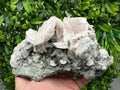 Mangano Calcite Wings on Chlorite Matrix, Bulgaria Mineral Specimen