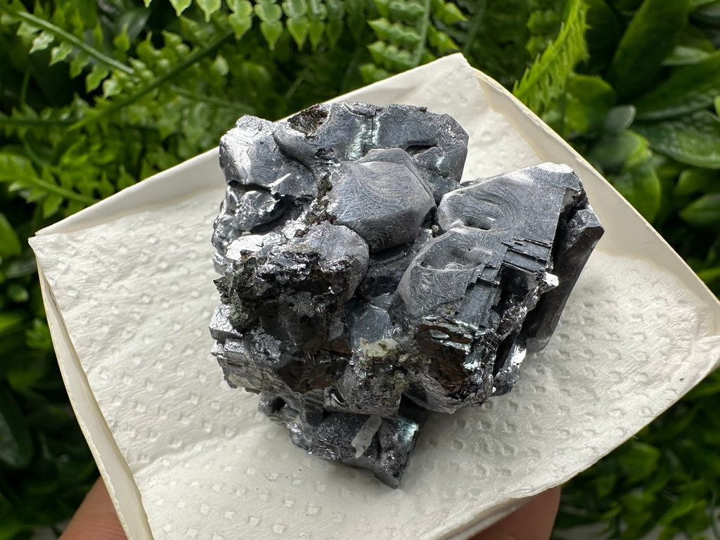 Shiny Galena Cluster: Borieva Mine, Madan Bulgaria