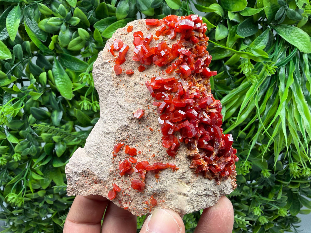 Red Vanadinite on Matrix from Marocco,crystal minerals Speciment cluster Vanadinite crystal Vanadinite Geology Vanadinite cluster minerals