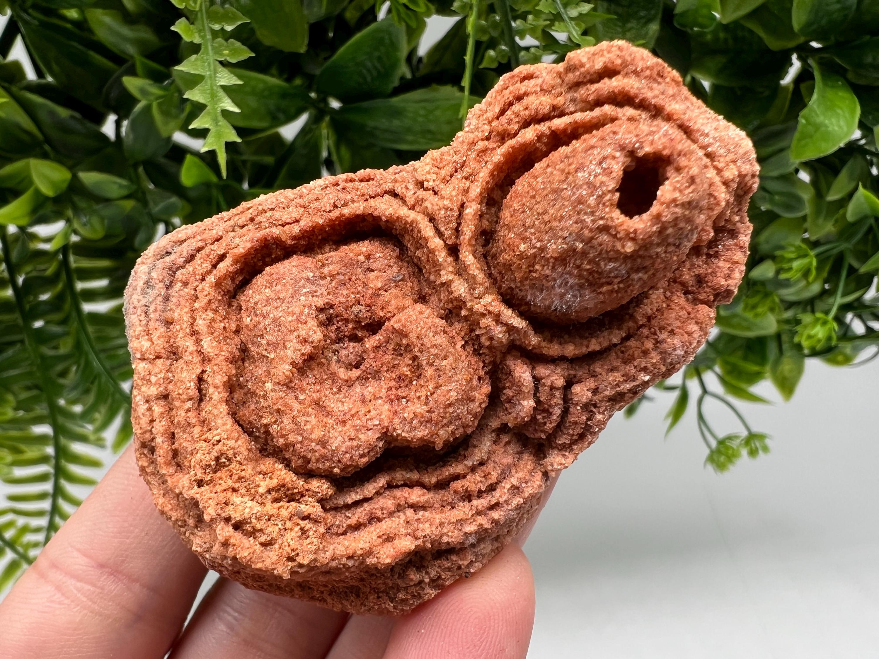 Raw Moroccan Stromatolite Fossil Specimen, Algae Fossil