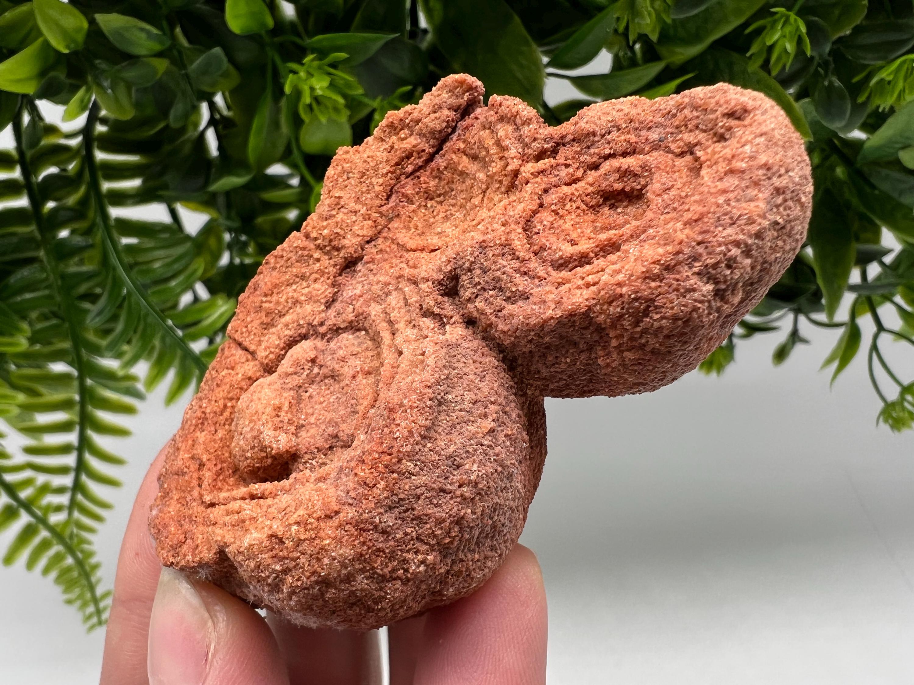 Raw Moroccan Stromatolite Fossil Specimen, Grounding Algae