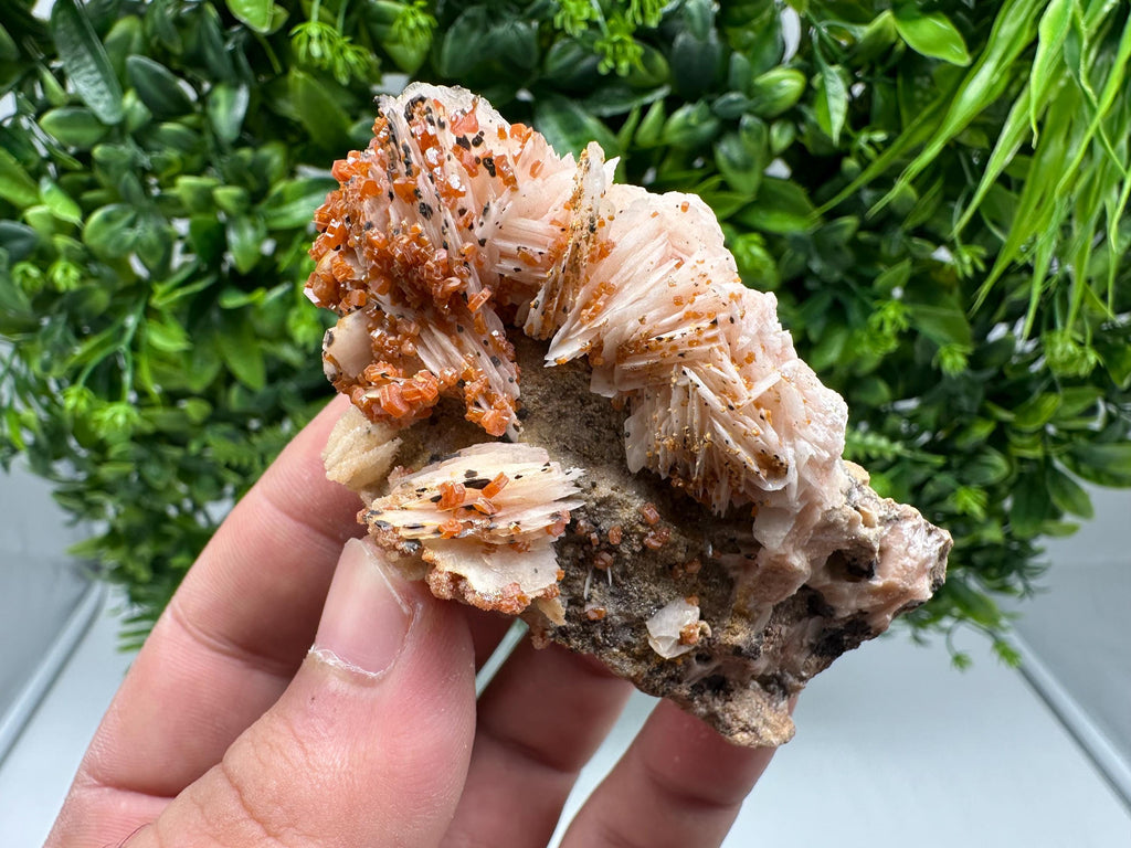 Red Vanadinite on Barite from Marocco,crystal minerals Speciment cluster Vanadinite crystal Vanadinite Geology Vanadinite cluster minerals
