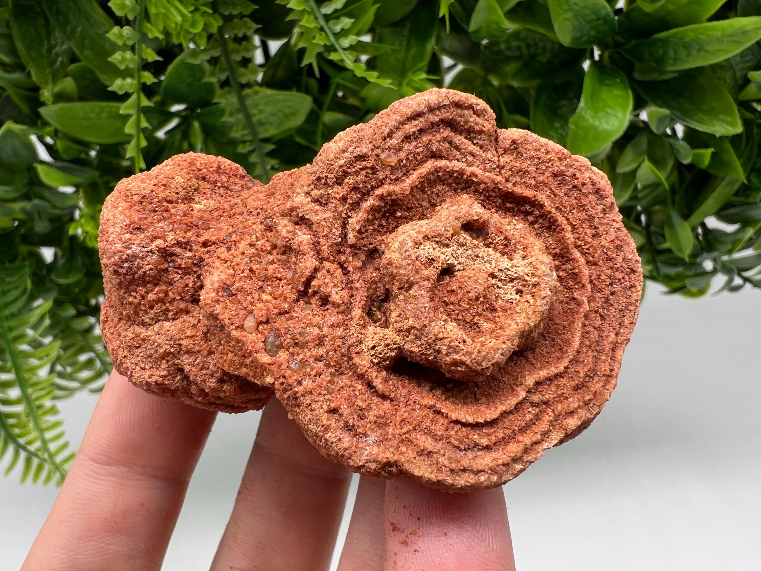 Moroccan Stromatolite Fossil Specimen: Raw Algae for Grounding