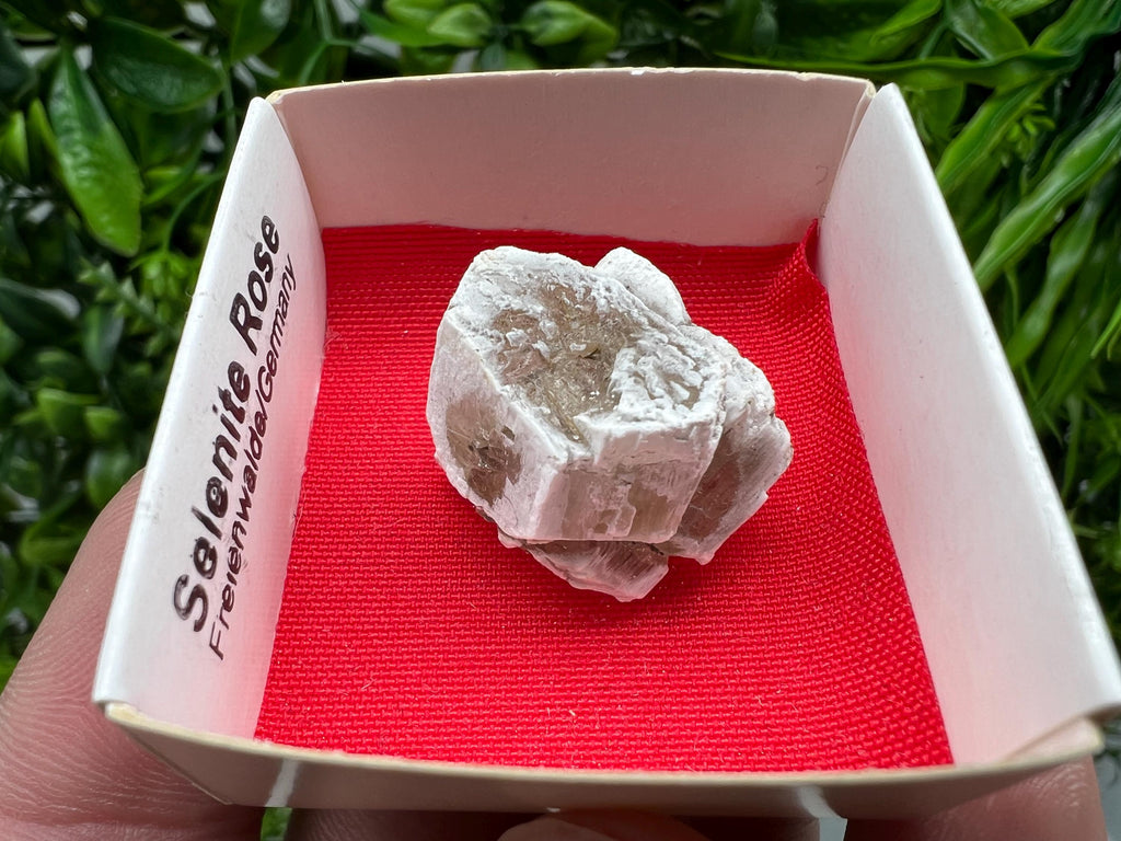 Selenite Rose, Freienwalde Germany, Natural Crystal Mineral Specimen