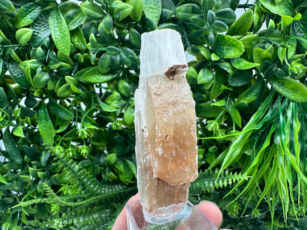 Golden Phantom Selenite Slab: Raw Utah Fishtail Selenite Wand