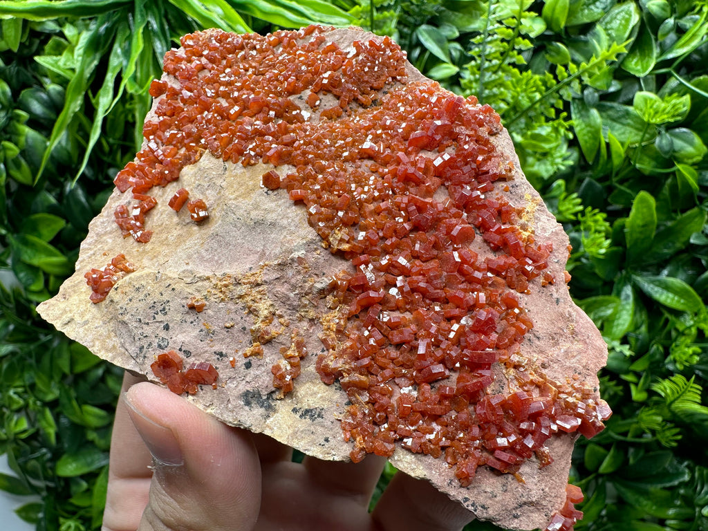 Red Vanadinite Crystal Cluster on Matrix, Morocco Mineral Specimen