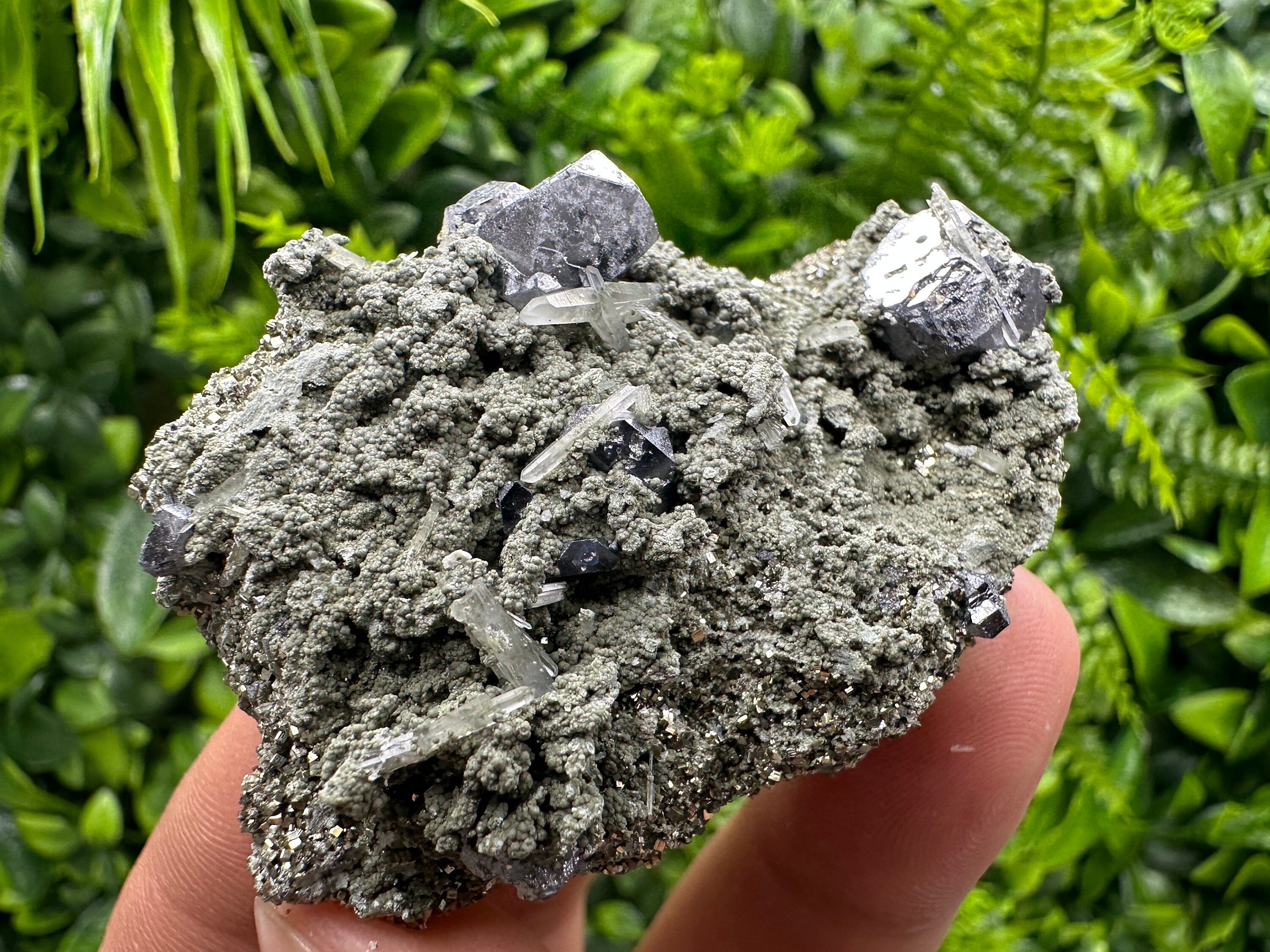 Galena Spinel Law Crystal on Quartz & Chlorite, Borieva Bulgaria