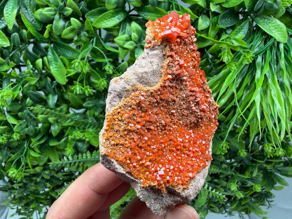 Red Vanadinite on Matrix from Marocco,crystal minerals Speciment cluster Vanadinite crystal Vanadinite Geology Vanadinite cluster minerals