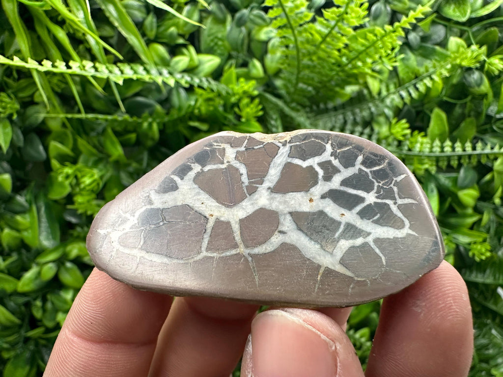 Septarian Nodule Geode Pair: Dragonstone Healing Stone (4/6.5 cm)