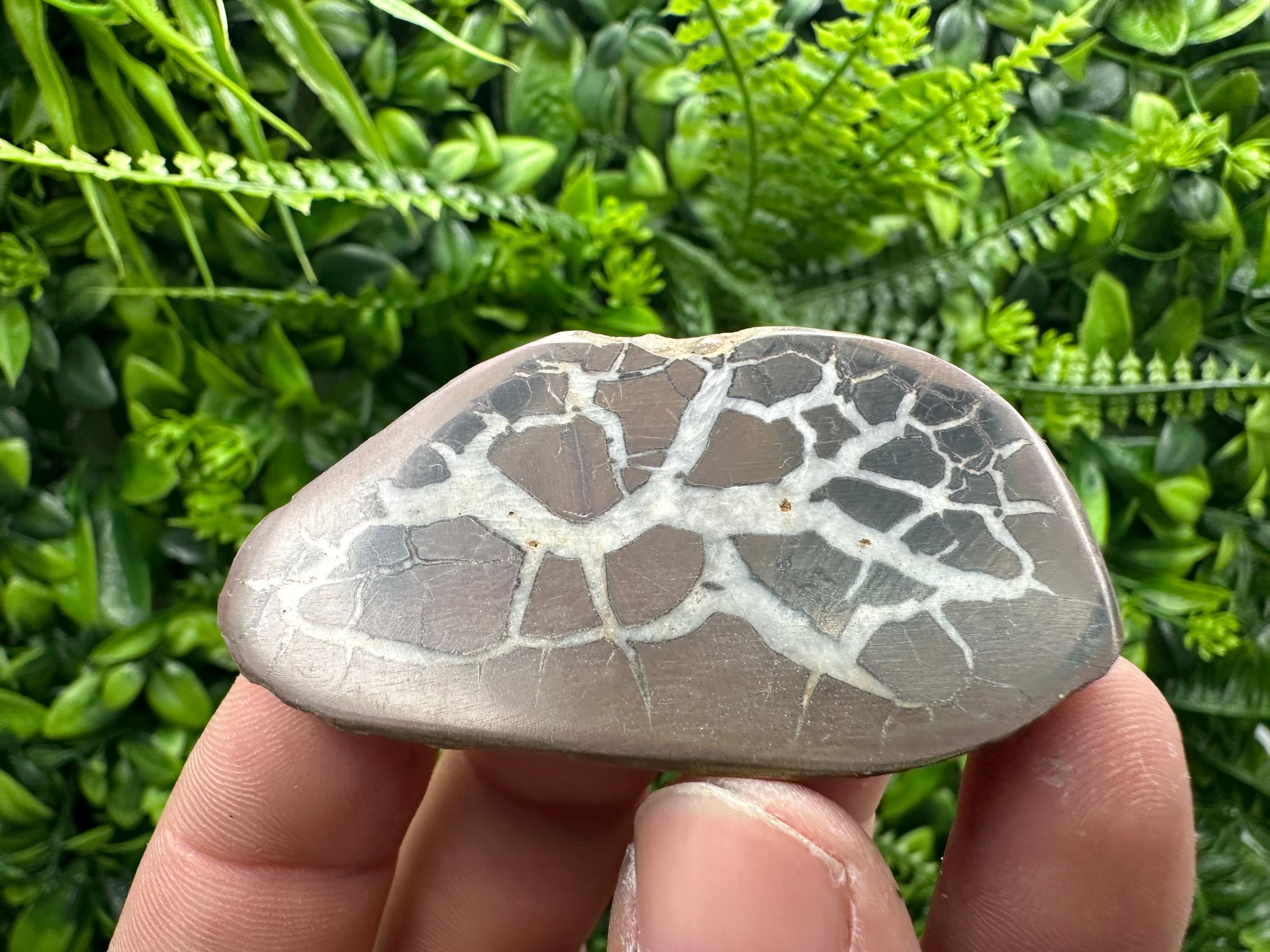 Septarian Nodule Geode Pair: Dragonstone Healing Stone (4/6.5 cm)