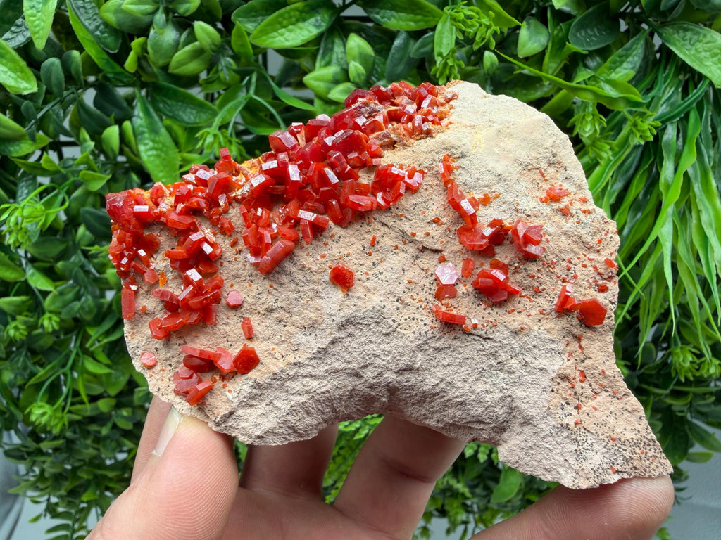 Red Vanadinite on Matrix from Marocco,crystal minerals Speciment cluster Vanadinite crystal Vanadinite Geology Vanadinite cluster minerals