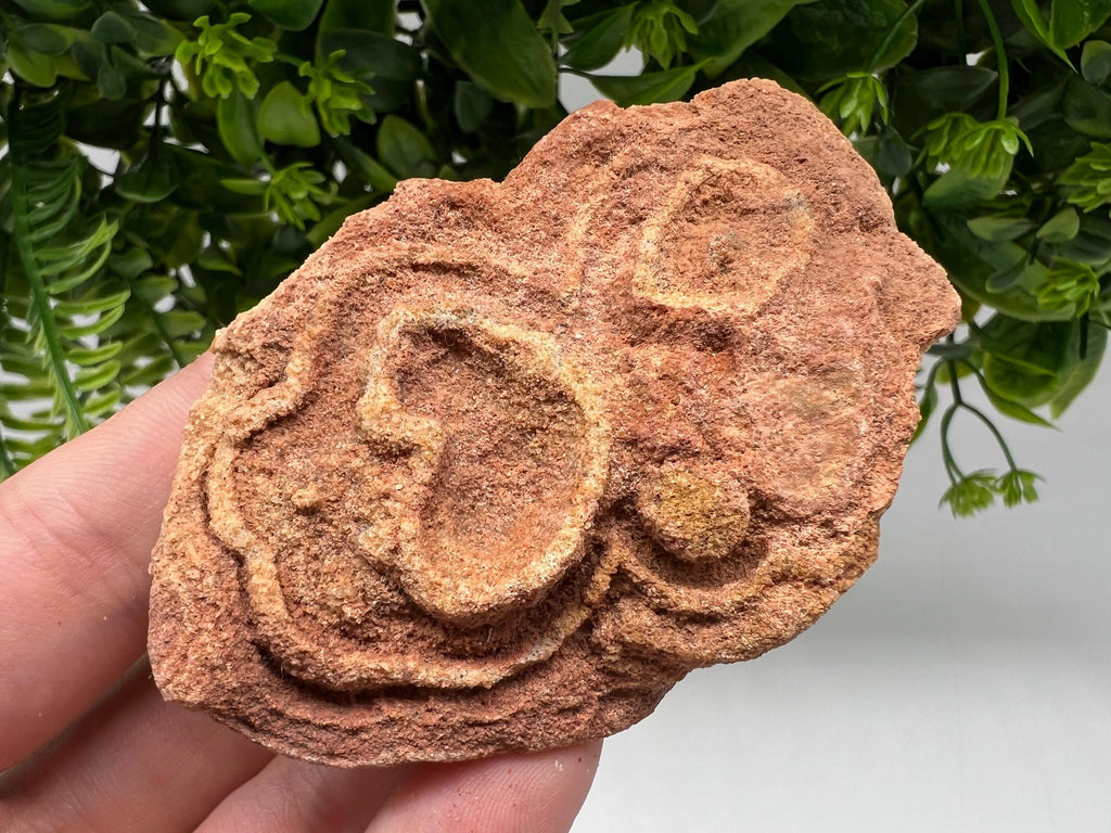 Moroccan Stromatolite Fossil Specimen: Raw Algae for Grounding