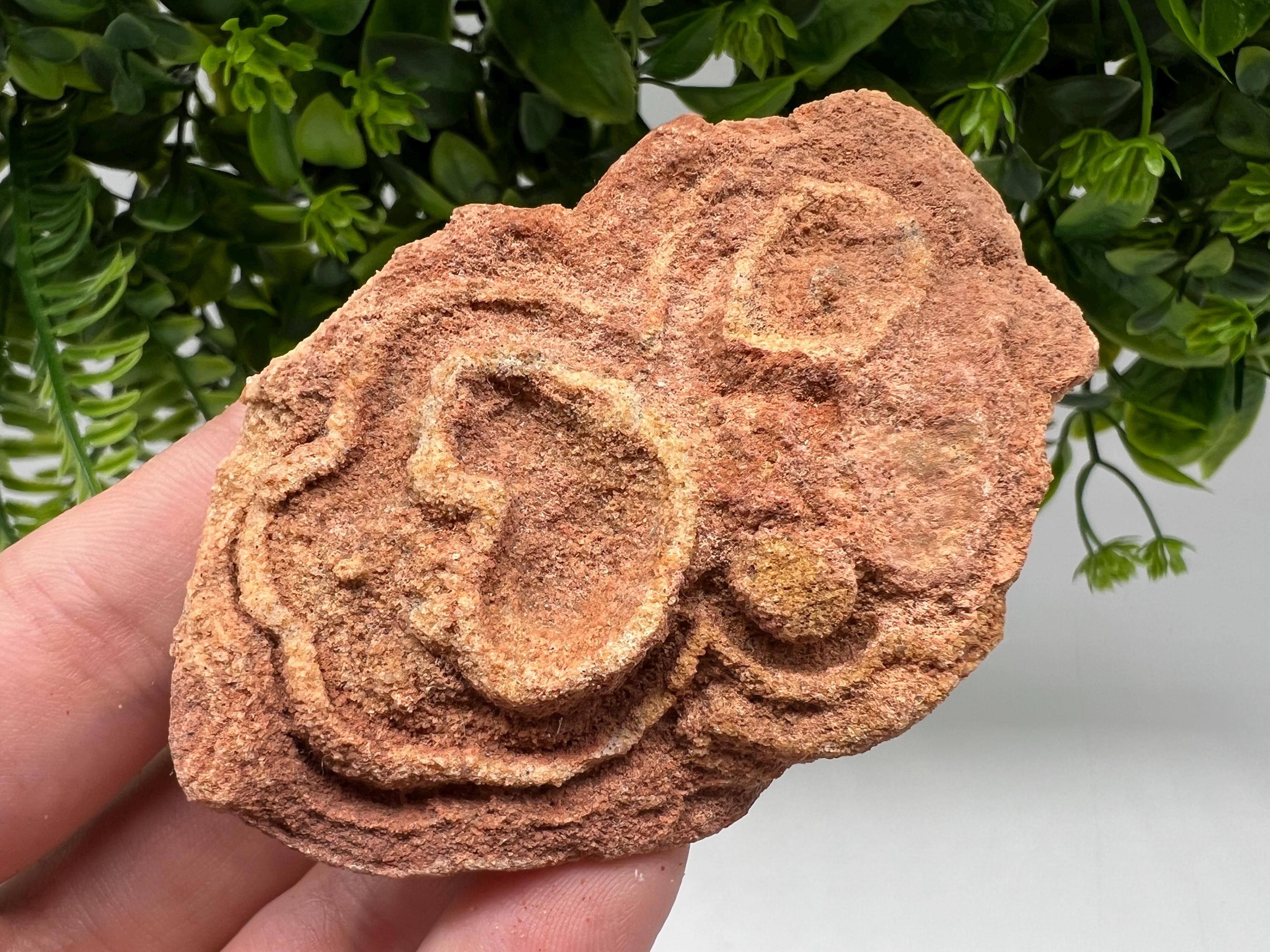 Moroccan Stromatolite Fossil Specimen: Raw Algae for Grounding