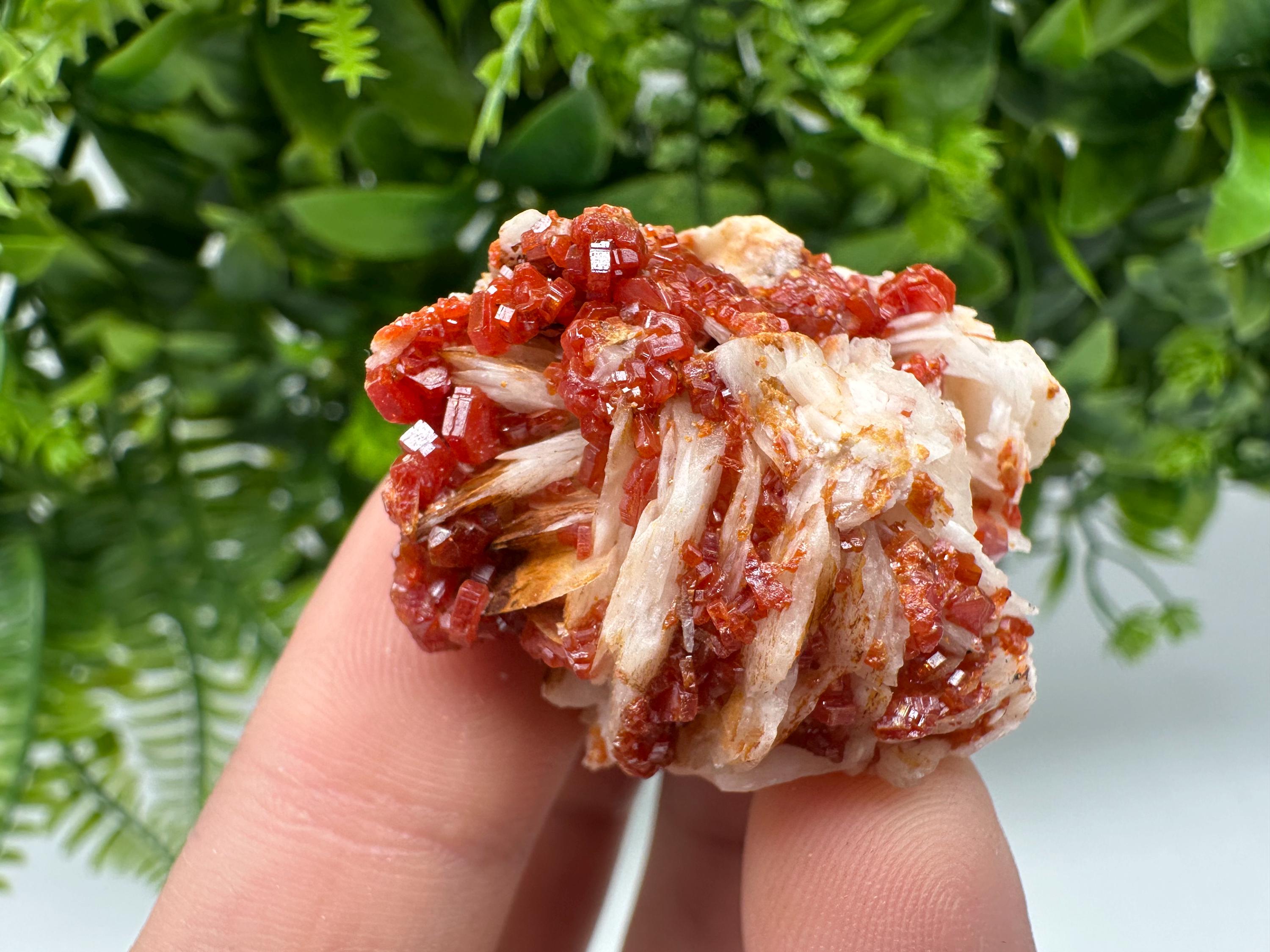 Red Vanadinite on Barite from Marocco,crystal minerals Speciment cluster Vanadinite crystal Vanadinite Geology Vanadinite cluster minerals